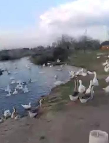 газ печи: Məhsul: Qaz yumurtası və bala qazlar Təsvir: - Təbii şəraitdə, açıq — 2