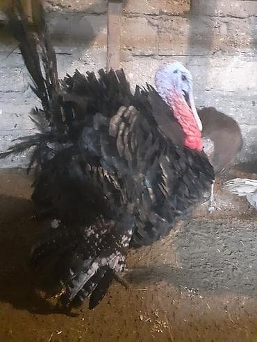 tovuz qusu satilir: Amerika Bronzo.Təmiz qan .Super ətlik və damazlıq cinsdir.Mayalı və — 5