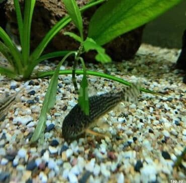 oskar balığı: Akvarium baliglarinin satiwi 🦈 Danio baligi olcu 2 sm+,reng — 1