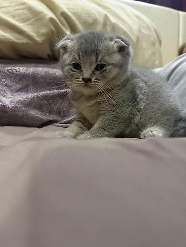 tap az it: Şotland, Erkək, Dişi, Yaxşı əllərə — 6