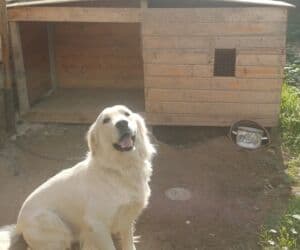 azərbaycan it adları: Peyvəndli — 3