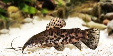 komeye telesen itler: Sülhsevər — 1