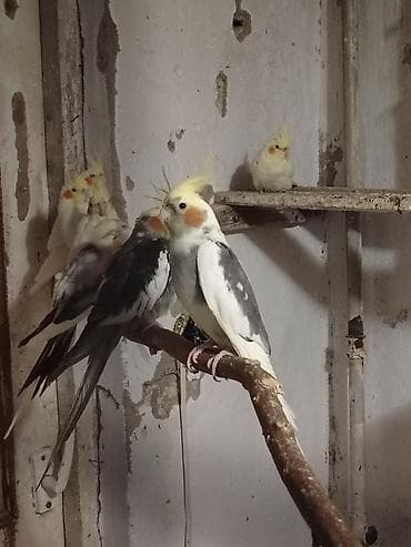 lelekli heyvanlar: Damazlig korellalar satılır Məhsul təsviri: - Növ: Nimçika — 4