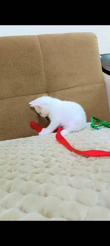 шотландский котенок: Erkək — 2