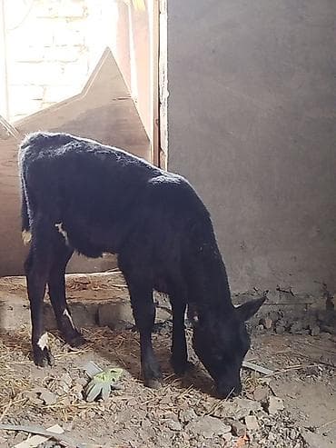 halep kecisi satilir: Dana, buzov, Dişi, Simental, ay: 3, Damazlıq, Ünvandan götürmə — 5