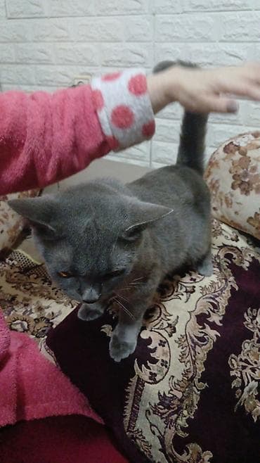 balaca pisikler: Britan, Dişi, Yaxşı əllərə, Pulsuz çatdırılma — 9