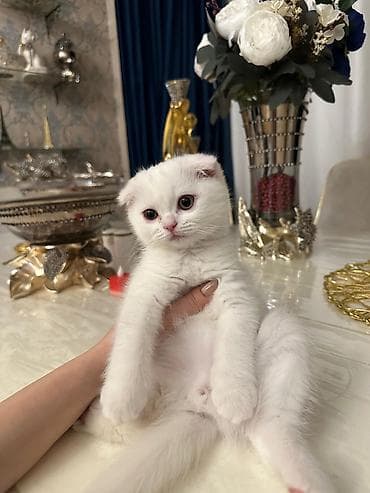 mingəcevir pişik: Şotland yastı qulaq — 2