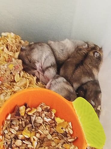 deniz donuzu: Pulsuz verilir xamyak 21 dene — 6