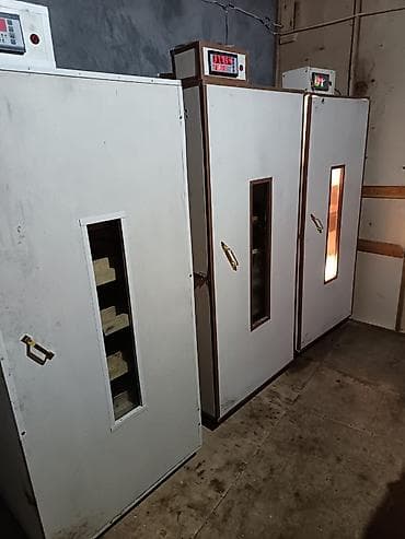 derzi quşu: İnkubator 1000 yumurtalıq zakasla yigilir tam afdamat isdeyeyir unvan — 1