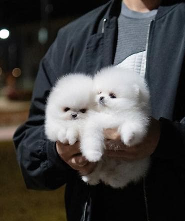 mini pomeranian qiymeti: Pomerin spits balası satılır dişi təmiz qan xaricdən gəlme baaldiilar — 1