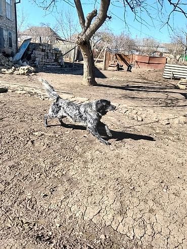 xamilyon heyvan: Təcili satılır.İngilis setteri.3 yaş 7 aylığdı.Ov görüb — 1