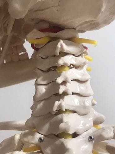 Медицинское оборудование: Viva Science tam ölçülü insan skeleti modeli - Brend: VIVA SCIENCE — 8