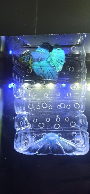 Betta (Petuşok balığı), Ünvandan götürmə