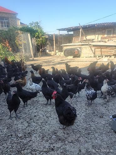 toyuq satışı: 🐔 Australorp Toyuqun cücələri satışda! Şəkildə qeyd olunmuş — 3