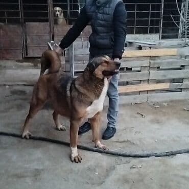 alman coban iti qiymeti: Qurdbasar, 3 il, Dişi, Peyvəndli, Ödənişli çatdırılma — 2