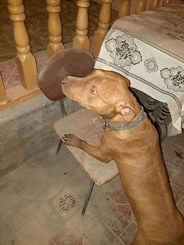 dişi xaski: Pitbul, 2 il, Dişi, Peyvəndli — 1