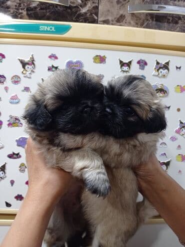 купить собаку пекинес: Pekines — 4