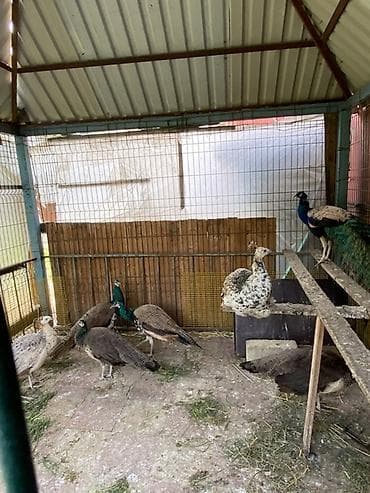 col quslari: Cütü 400 AZN.1yaş yarım — 8