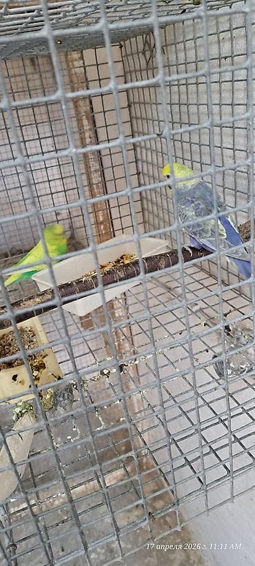 Erkey maya satilir. Bala almamışam, vatcap bu nömrədə yoxdu