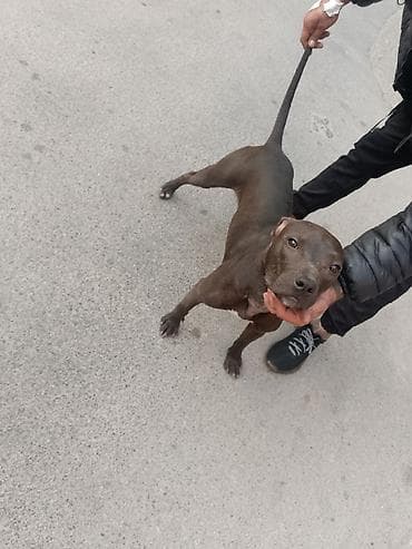 heyvanlar: Pitbul — 1