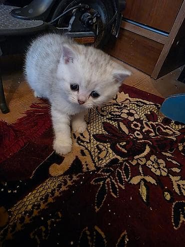 gold pisik: Şinşilla, Erkək — 6