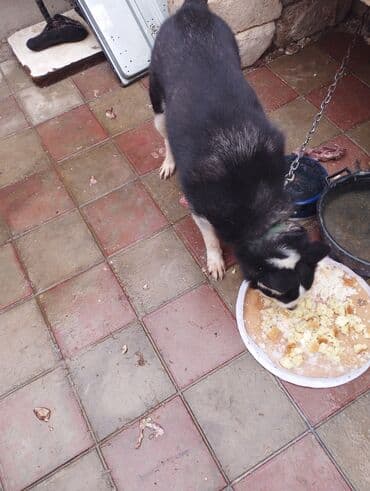 купить хаски щенка: Хаски, 11 месяцев, Самка, Самовывоз — 2