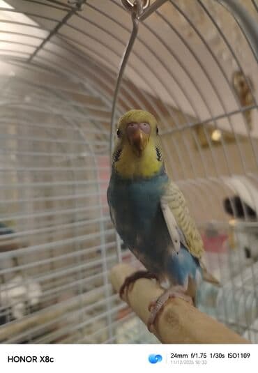 dovşan balaları: Təzə yemə düşüb erkəkdi baladı öyrətmək və danışdırmaq üçün əsil — 4