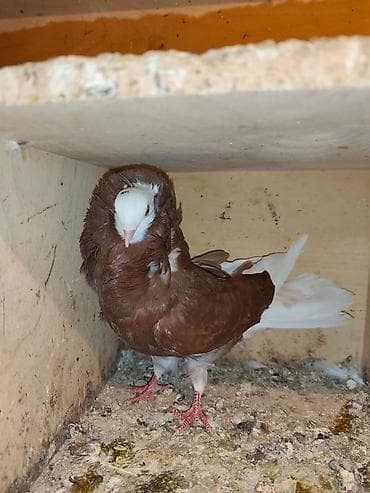 sağsağan quşu: Quşdar Satılır Hərəsin öz qiyməti var Citdi Fikri Olan Yaza Bilər — 6