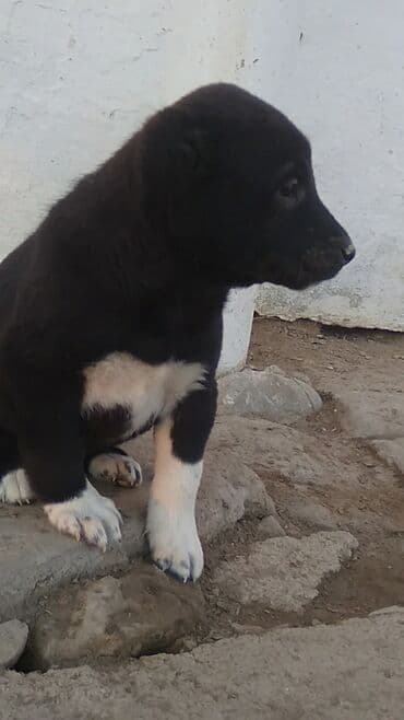 xasqi satisi: 1 ay, Dişi — 1