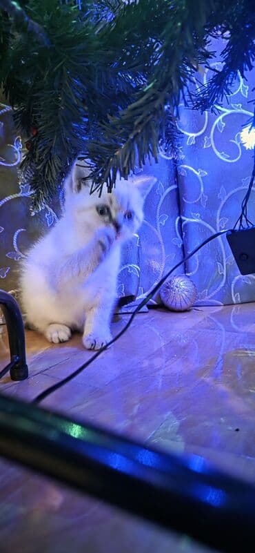 dişi pişik adları: Şotland yastı qulaq, Ünvandan götürmə — 2