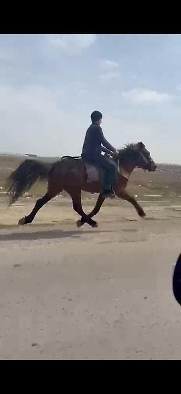 cuce satisi 2019: Yorğa nalsız 40 yeriyir erkək yaş 6 real alıcıya endirim olacaq at — 1