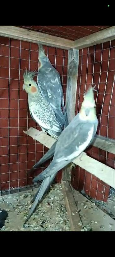 quş adları: Salam El quwuda var icinde 2 dene ikside erkekdi onlarin qiymeti — 3