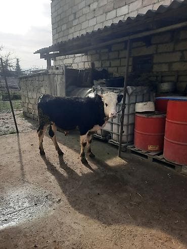 bit daragi harada satilir: Satılır: 2 baş dana - Qırmızı-qəhvəyi dana: balaca buynuzlu, sıx — 8