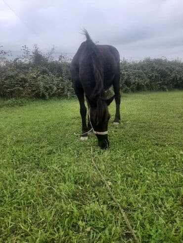 bmw 3 серия 320cd at: Salam Eleykum At Madyan atdır 7 yaşı var yaxşı yorğası var arabaya da — 3