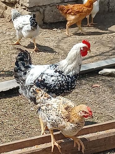 simental inekler azerbaycanda: ‼️ Təcili Satılır ‼️ 53 ədəd tam sağlam 4.ay yarımlıq colpalar — 10