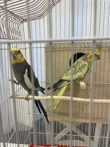 quş damı: Nimfa (Cockatiel) cütlüyü və qəfəs dəsti Məhsul təsviri: - 2 ədəd — 5