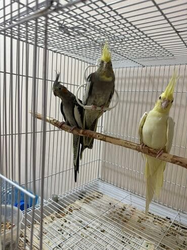 qarğa satışı: Korella tutuquşuları, həm tək, həm də cüt satılır. Bu tutuquşular — 1