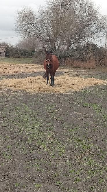Erkək, il: 5, Ünvandan götürmə