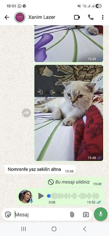 pişik üçün: Şotland — 4