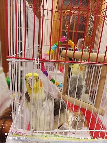 Növlər: Kakadu (nimfa) tutuquşusu və qəfəs dəsti Təsvir: - Parlaq — 1