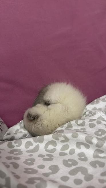 boyumeyen pisik: Britan — 1