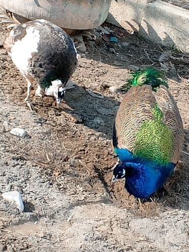 cins buzovlar: Məhsul: Təbiət guşəsi və ya fərdi təsərrüfat üçün tovuz quşları (1 — 7