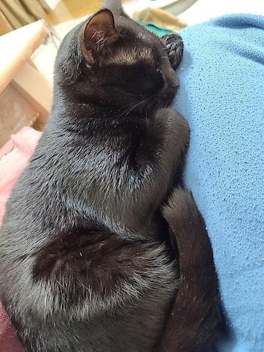 Sahiblendirilir. 11aylıgdir adı Pota. öz pişiyimdi evdə qardaşı da var