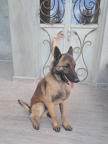 itlərin sekisi: Belçika çoban iti, 1 il, Erkek, Peyvəndli, Ünvandan götürmə — 2