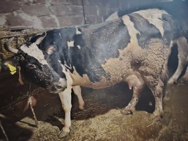 Qoyunlar, qoçlar: Süd yönümlü inək - Cins tipi: qara-ağ (holşteyn tipli rəngləmə) qısır — 1