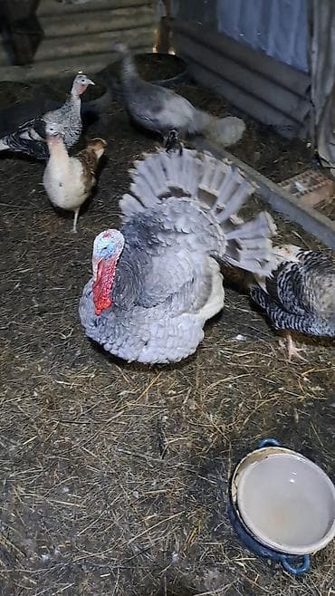 keci seki: Hinduşka sürüsü satılır – müxtəlif rəng və ölçülərdə. Şəkillərdə həm — 7