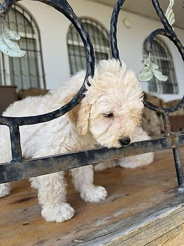 pudel sözünün mənası: Pudel, Sənədli — 4