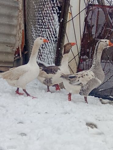 Tata: Qazlar satılır – 1erkəy 2dişi Şəkillər realdır, eyni — 1