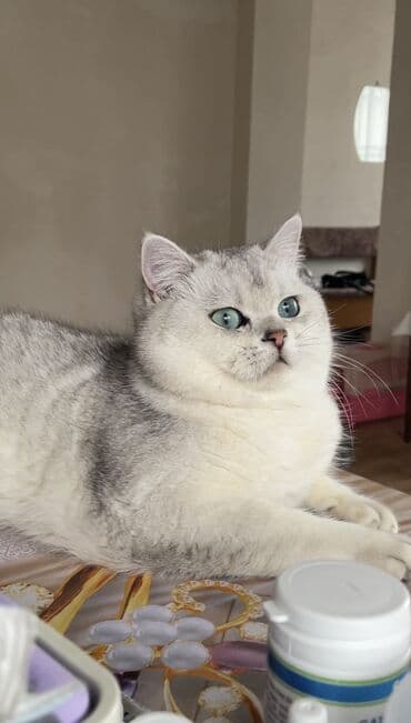 pişik cütləşmə: Britan, Erkək, Cütləşmə üçün — 4