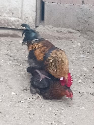 Toyuq, Damazlıq, Ünvandan götürmə